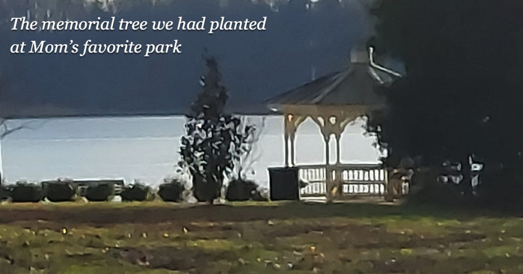 Photo of memorial tree at Quiet Waters park, next to the gazebo where she loved to sit